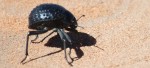 namib_desert_beetle