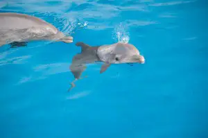 acquariodigenova-piccola-delfina-nuota-con-la-mamma-ph-merlofotografia-141008-8489